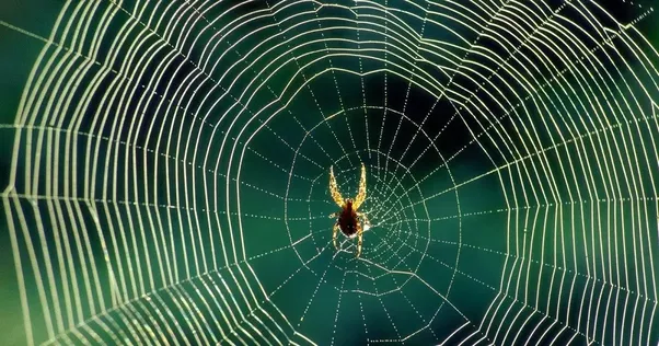 SPider in web