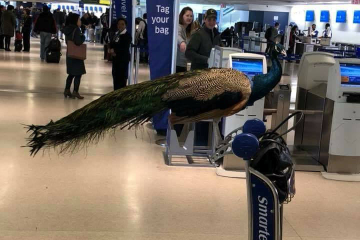Emotional support Peacock